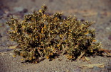 Adesmia