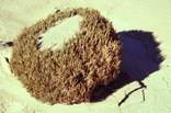 Ephedra