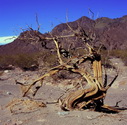 Dead tree