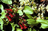 Ourisia