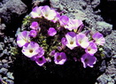 Oxalis